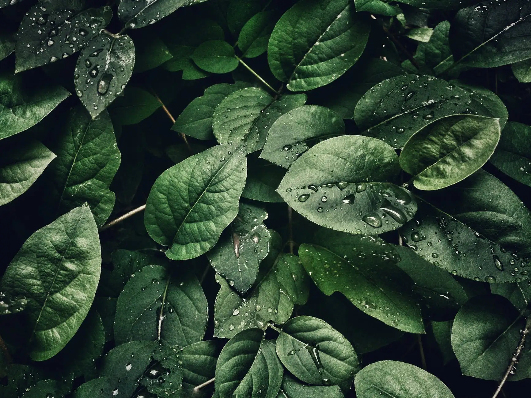 quiz image