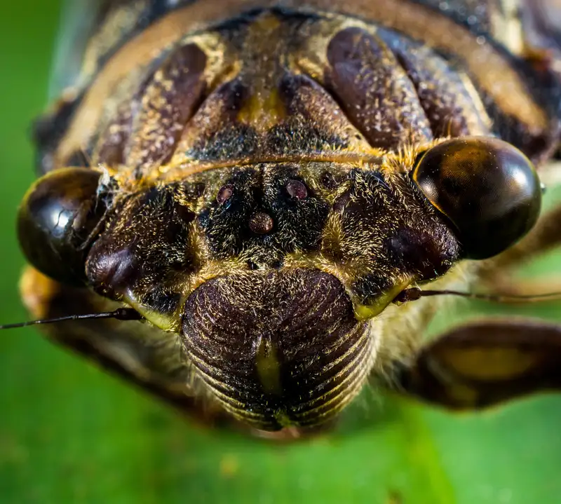 quiz image