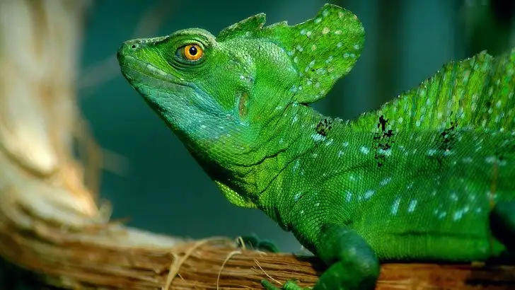 quiz image